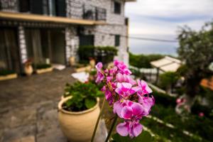 a bunch of pink flowers in a pot at Hotel Villa Nisteri in Limenas