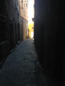 a dog sitting in the middle of a dark alley at il Magàn - Cinque Terre in Corniglia