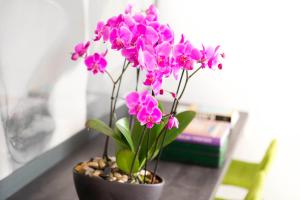 Fotografie z fotogalerie ubytování Apartment Baka Paula v Rovinji