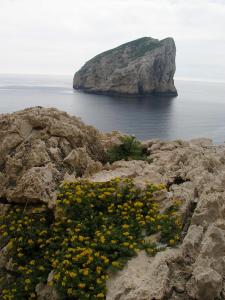 un montón de flores amarillas en las rocas cerca del océano en Giramondo Sardegna Affittacamere, en Alghero
