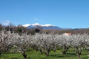 Gallery image of Ta Maria in Céret