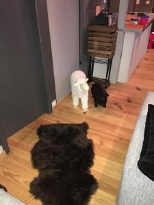 a black cat and a white dog in a living room at Grand appartement 2 à 8 personnes in Cauterets