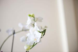 un ramo de flores blancas en un jarrón en Hotel Internazionale en Isquia
