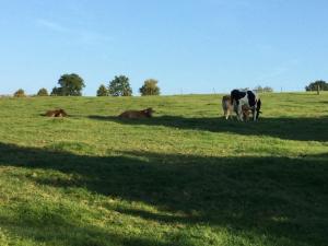 un grupo de vacas pastando en un campo de hierba en Vakantiewoning Kleijnen, en Noorbeek
