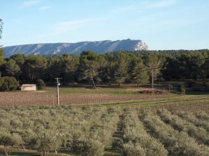 a field of crops with mountains in the background at Domaine de L'Olibaou in Venelles