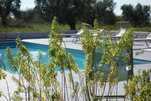 Bazén v ubytování Masseria Serralta nebo v jeho okolí