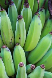 a close up of a bunch of green bananas at Port Douglas Motel in Port Douglas