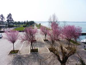 a row of trees with pink flowers in a parking lot at Affittacamere Porticciolo in Castelnuovo del Garda