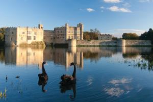 zwei schwarze Schwäne im Wasser vor einem Schloss in der Unterkunft Leeds Castle Stable Courtyard Bed and Breakfast in Maidstone