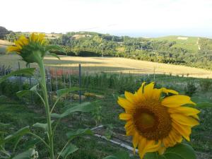 ドリアーニにあるApartment Stay Bel Piemonteの背景の畑のひまわり