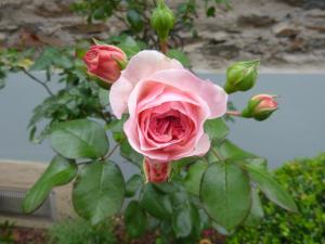 Φωτογραφία από το άλμπουμ του Unterm Wingert σε Zell an der Mosel