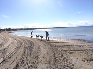 a group of people walking two dogs on the beach at Farbror Alfreds Sjöutsikt 1 in Köpingsvik