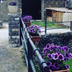 una cerca con flores púrpuras delante de una puerta en La Perxada de Besolí, en Àreu