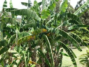 un montón de plátanos en un campo en Winston Cottage, en Palmwoods