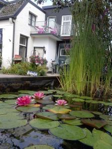 a pond with lilies in front of a house at B&B ByBoukje in Eernewoude