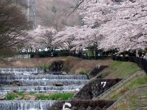 a waterfall with pink cherry trees in the background at HAKONE GORA ONSEN Hotel Kasansui in Hakone