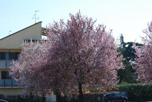 a tree with pink flowers in front of a building at Il Sole Bed & Breakfast in Forlì