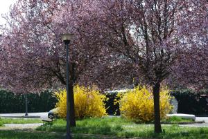 two trees in a park with a street light at Il Sole Bed & Breakfast in Forlì