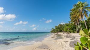 a beach with palm trees and the ocean at Residence Les Cayalines in Sainte-Luce