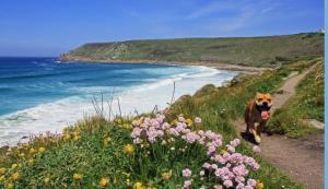 a dog walking down a path next to a beach at Cadgwith Cove Inn in Cadgwith