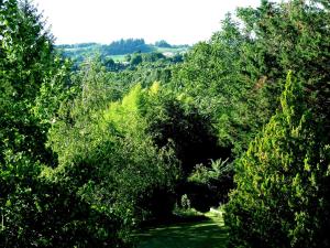 un bosque lleno de frondosos árboles verdes en La Francigena, en Staggia