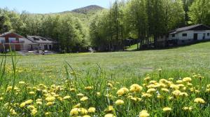 um campo de flores amarelas num campo de relva em Chalet Vecchio Rifugio - Monte Amiata em Castel del Piano