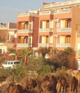 un troupeau d'animaux devant un bâtiment dans l'établissement Villa Sunset B&B, à Aourir