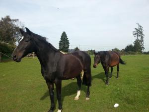 two horses standing in a field of grass at Herzfennerhof Mobilheim in Auw
