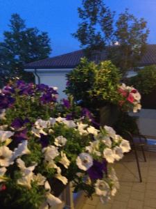 Ein paar Blumen im Garten nachts in der Unterkunft B&B Pitstop in Anzola dell'Emilia