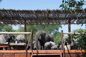 a herd of elephants standing next to a fence at Africa on Foot in Klaserie Private Nature Reserve