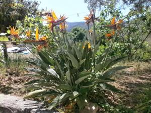 a plant with orange flowers in a garden at Casa Vacanze Campagna&mare in Pollina +1 photo