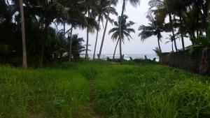 un campo de hierba alta con palmeras y el océano en Blue Waters, en Matara