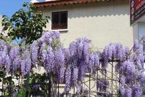 Сад в Five Fingers Holiday Bungalows