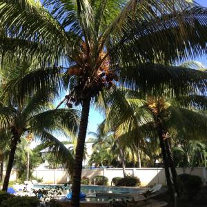 a group of palm trees in front of a building at Le Palmier C10 in Flic-en-Flac