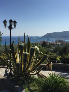 un cactus sentado junto a una luz de la calle en Art&Kitchen, en Savona