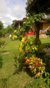 a group of plants in front of a house at Pousada Sempre Viva in Milho Verde