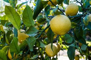 Gallery image of Villa Marinella in Augusta