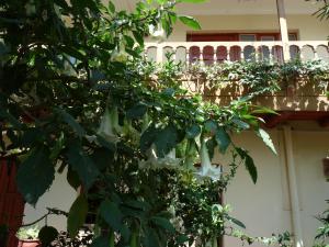 Balkón nebo terasa v ubytování Kukuli Lodge B&B