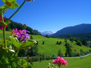 een groen veld met roze bloemen en bergen op de achtergrond bij Alpegger in Terento