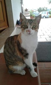 Foto dalla galleria di B&B La Piaggia a Montemerano