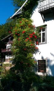 un arbusto de flores rojas al lado de un edificio en Bilz-Pension en Radebeul