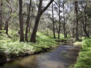 
a river filled with lots of trees and shrubs at Turon Gates - Eco-Retreat in Capertee
