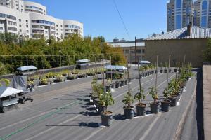 a row of potted plants on a street with buildings at Brown Hotel in Astana