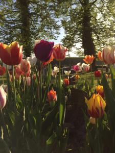 A garden outside Villa Pacchioni