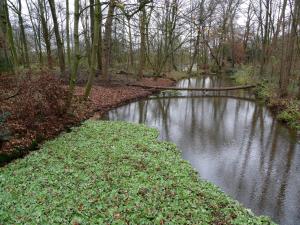 a small river in the middle of a forest at Individuell Wohnen Loft-Charakter im Innenhof in Neuss