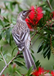 a bird sitting on a tree branch with a red flower at Serene Vista Halls Gap in Halls Gap