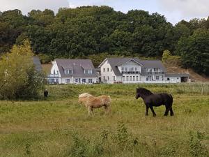 zwei Pferde stehen auf einem Feld mit Häusern im Hintergrund in der Unterkunft Ferienwohnung Bergholz in Klein Zicker