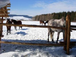 Fotografie z fotogalerie ubytování Hotel Ranč u Edyho v destinaci Námestovo