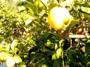 A garden outside Holiday Home in Canillas near Beach