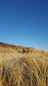 ein Hund, der im Sand am Strand liegt in der Unterkunft Hochstieg 2 Nieblum Whg 7 in Nieblum